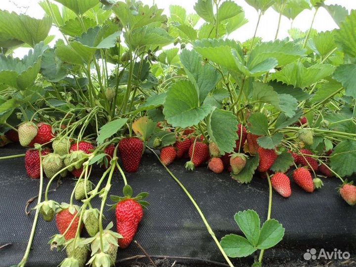 Рассада клубника Альбион