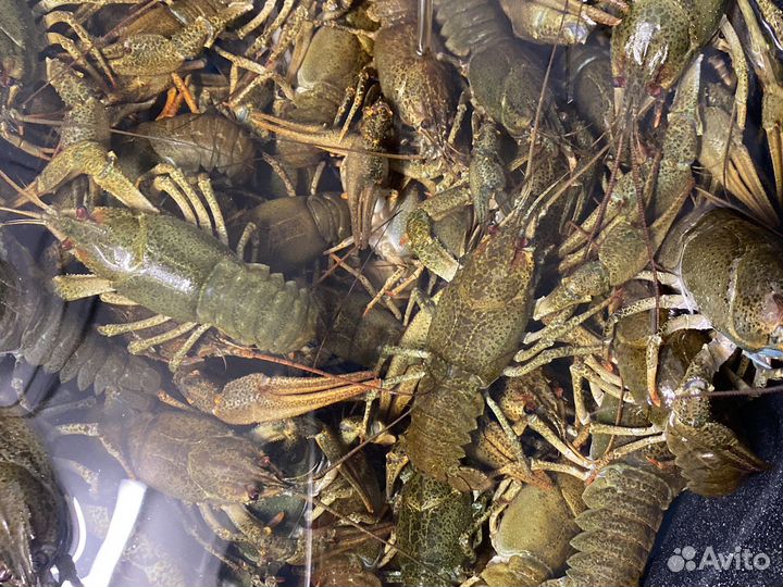 Живые, вареные раки с доставкой