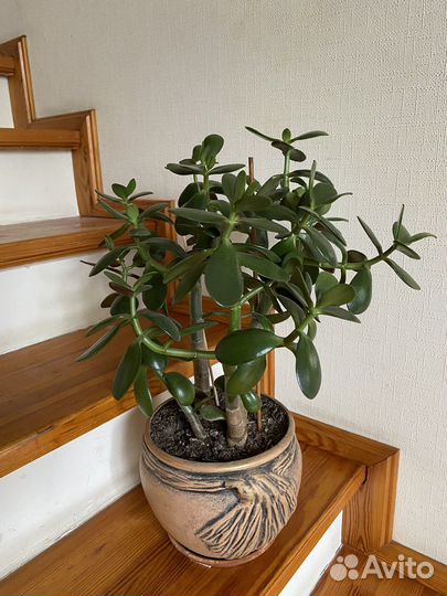 Крассула Толстянка Денежное дерево с горшком