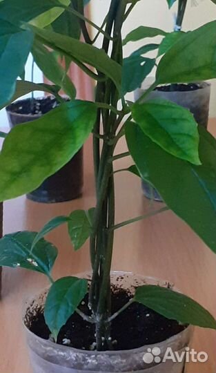 Клеродендрум