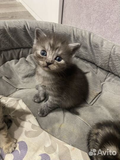 Британские котята