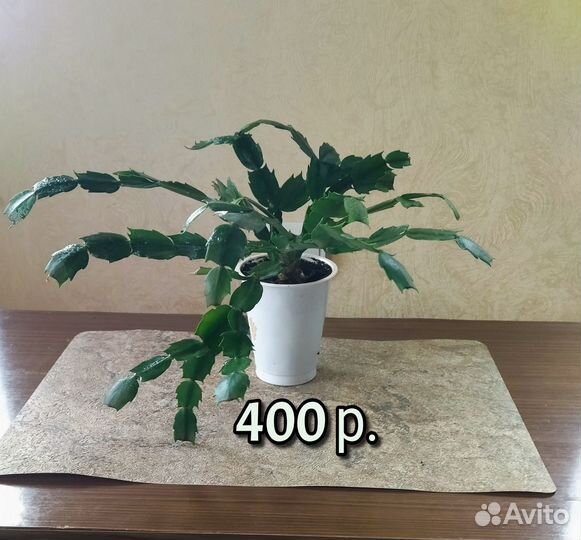 Декабрист шлюмбергера фуксия