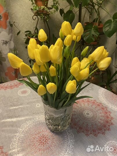 Луковицы тюльпанов
