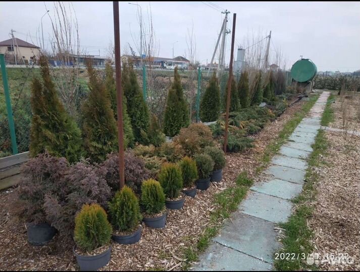 Декоративные растения