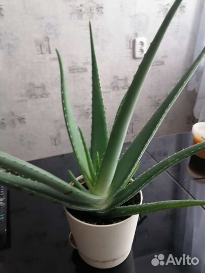 Алоэ африканский