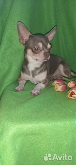 Чихуахуа для вязки