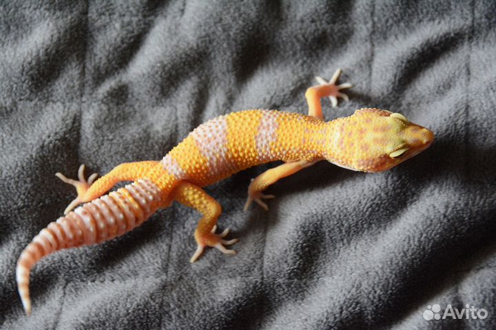 Геккон эублефар, самки и самцы