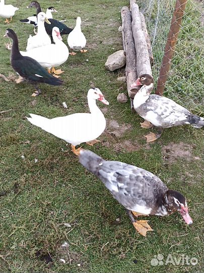 Индоутки шипуны или мускусные утки