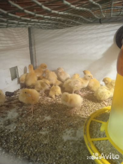 Перепела суточные