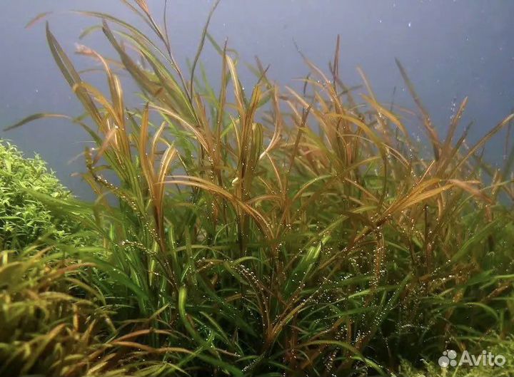 Аквариумные растения