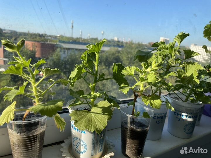 Королевская пеларгония