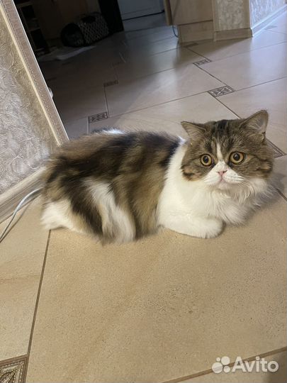 Шотландская кошечка