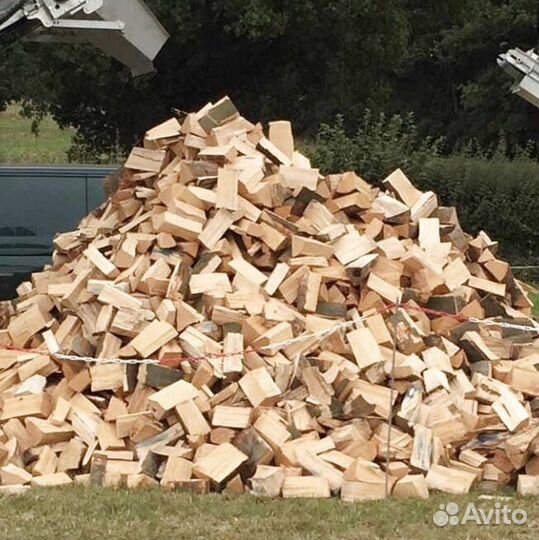 Береза на выбор
