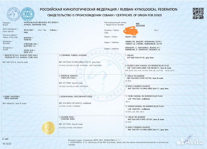 Турецкий кангал