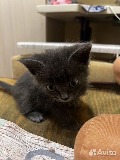 Котенок бесплатно