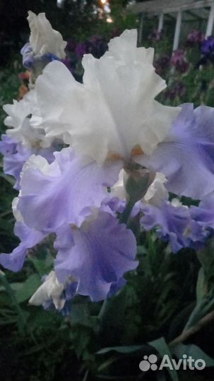 Ирисы сортовые