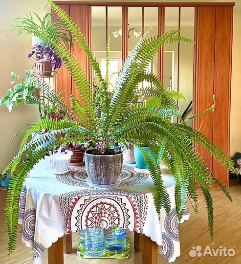 Комнатные растения цветы