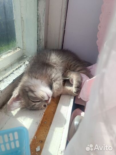 Отдаем трех котят в добрые руки