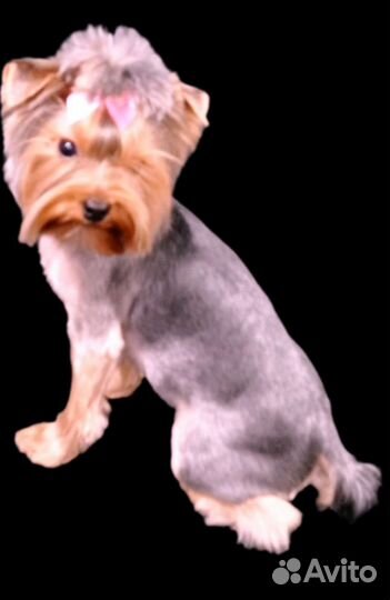 Стрижка собак Выезд. Грумер