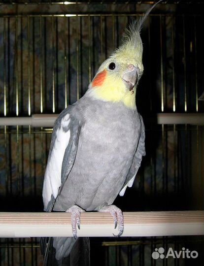 Кореллы,волнистые,амадины,ожереловые от заводчика