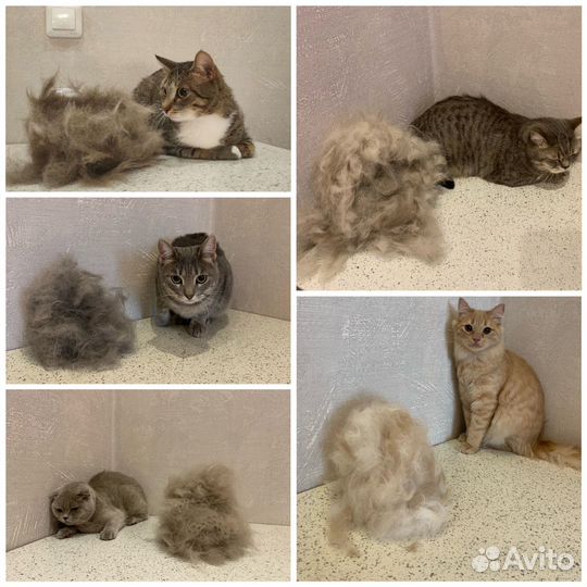 Груминг собак и кошек