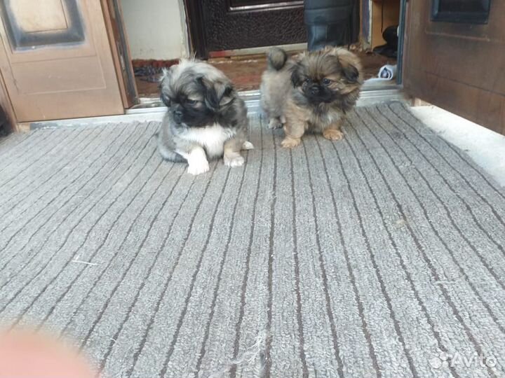 Щенки пекинеса