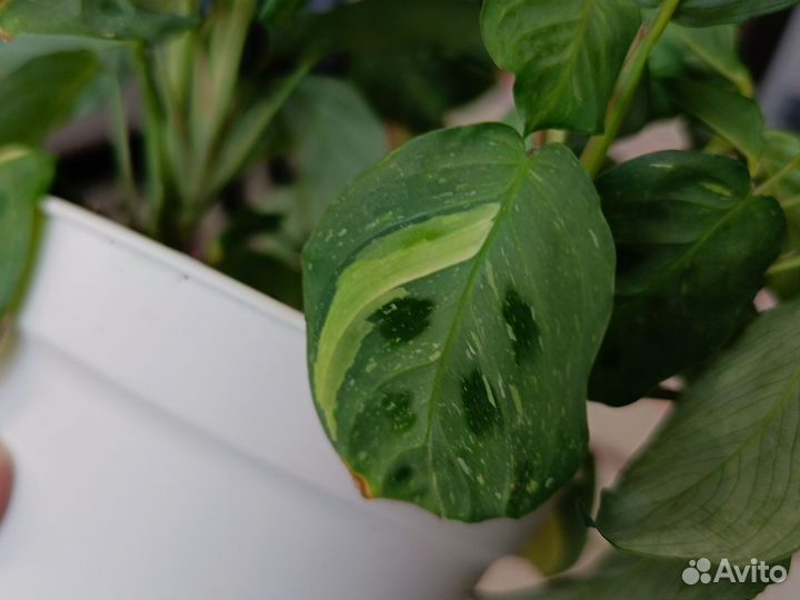 Маранта бьюти Ким вариегата