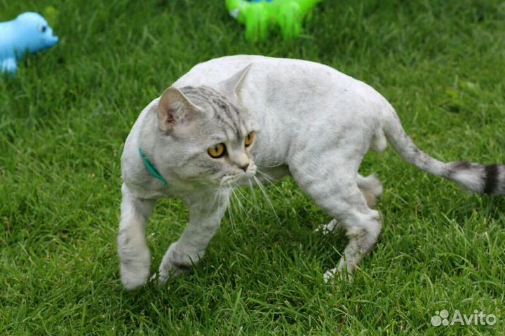 Стрижка кошек в Тюмени. С выездом на дом