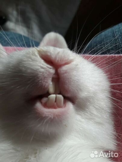 Ультразвуковая чистка зубов собаке, кошек.Подрезка