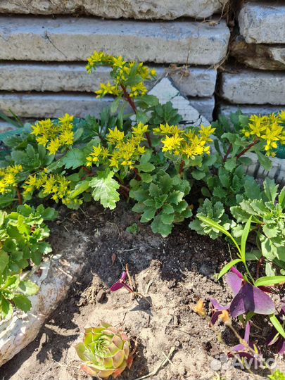 Бруннера.Фолярис тростниковый, седум