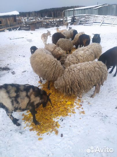 На корм животным