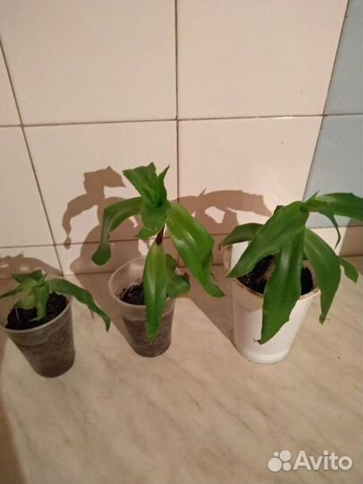 Лечебные комнатные растения