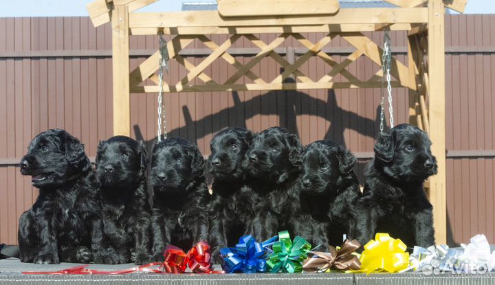 Щенки Русского черного терьера