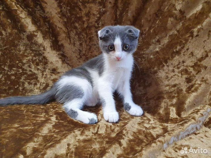 Вислоухая девочка котенок в добрые руки