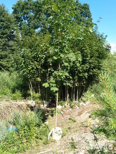 Сеянцы и саженцы