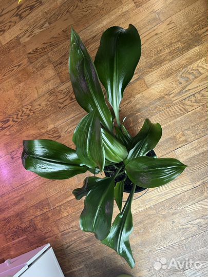 Эухарис амазонская лилия