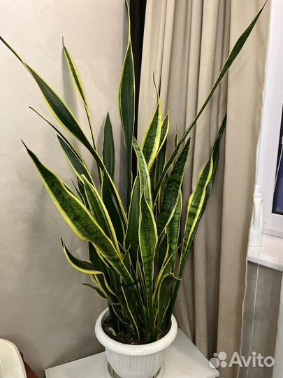 Сансевиерия, Фикус Бенджамина и много других