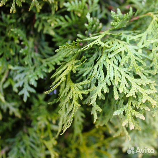 Туя западная Пирамидалис Компакта Thuja 160+см