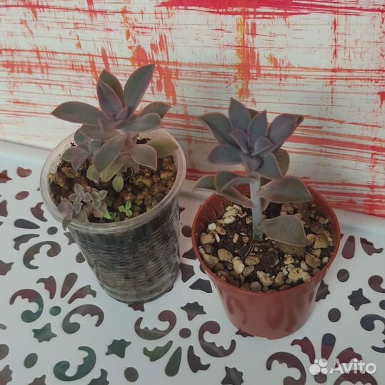 Суккуленты