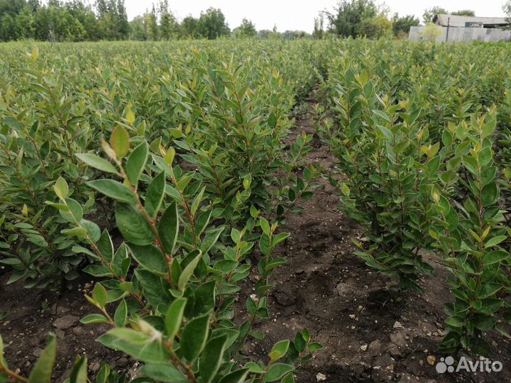 Кизильник 3-х летний 80см