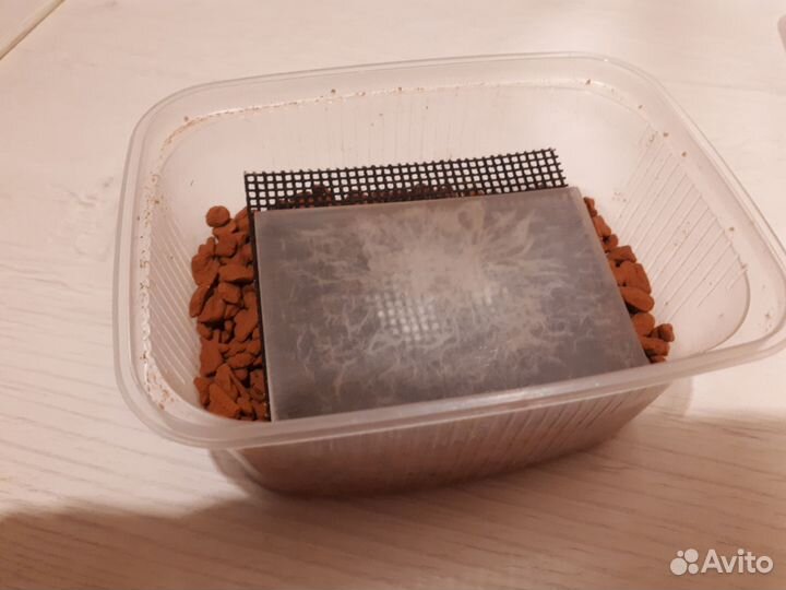 Гриндальский червь