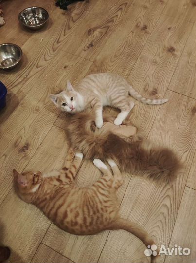 Передержка домашних животных