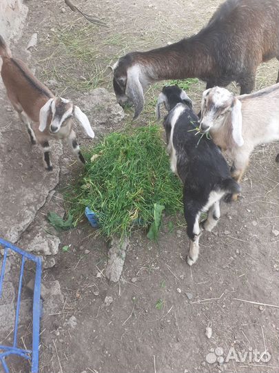 Коза нубийская