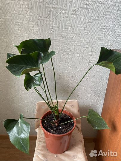 Фикус Альтисима