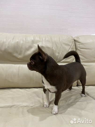 Чихуахуа мини девочка