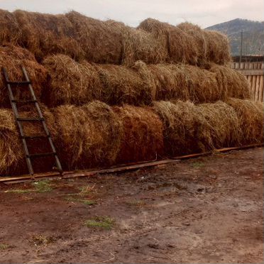 Сено в рулонах