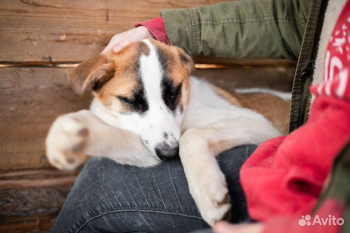 Собака в добрые руки