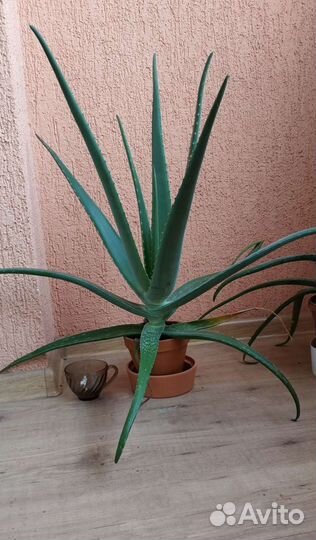 Алоэ вера растения, отростки, листья на сок