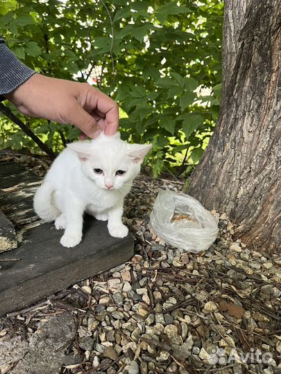 Котенок девочка