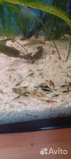 Креветки бесцветные